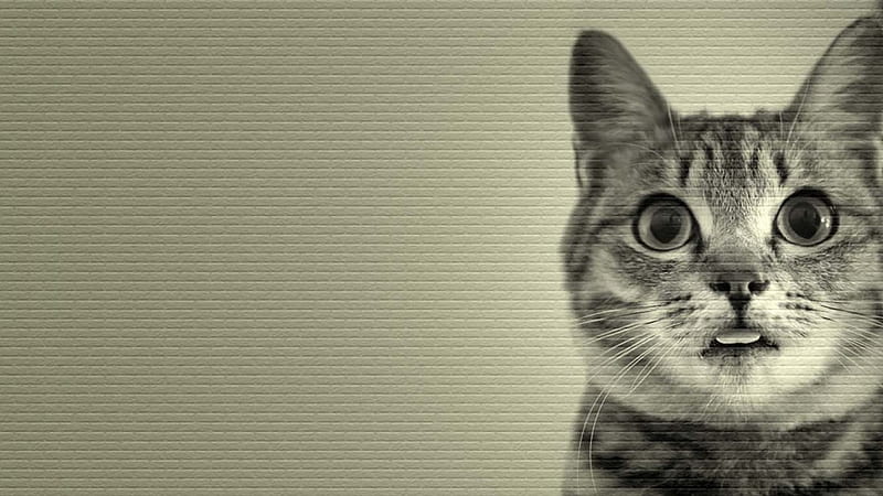 Heart Cat, Feline, nice, monochromatic, Cats, simple, aesthetic, HD wallpaper