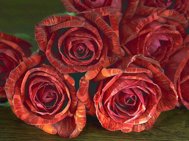 Unique Roses, colorful, red, nice, roses, HD wallpaper | Peakpx