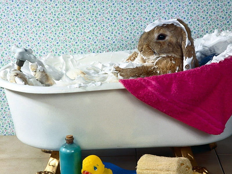 Bunnys Bath, rabbit, wet, clean, bath, towel, tub, water, wash, bubbles, bunny, toys, HD wallpaper