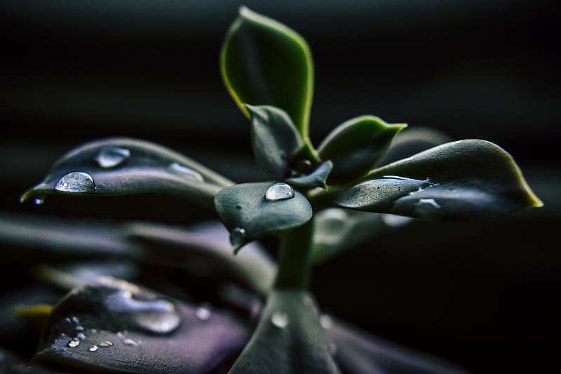 Close-Up of Succulent Plant, HD wallpaper