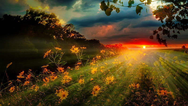 Afternoon sun rays, amazing, lovely, bonito, sunset, trees, sky, sfternoon, rays, flowers, HD wallpaper