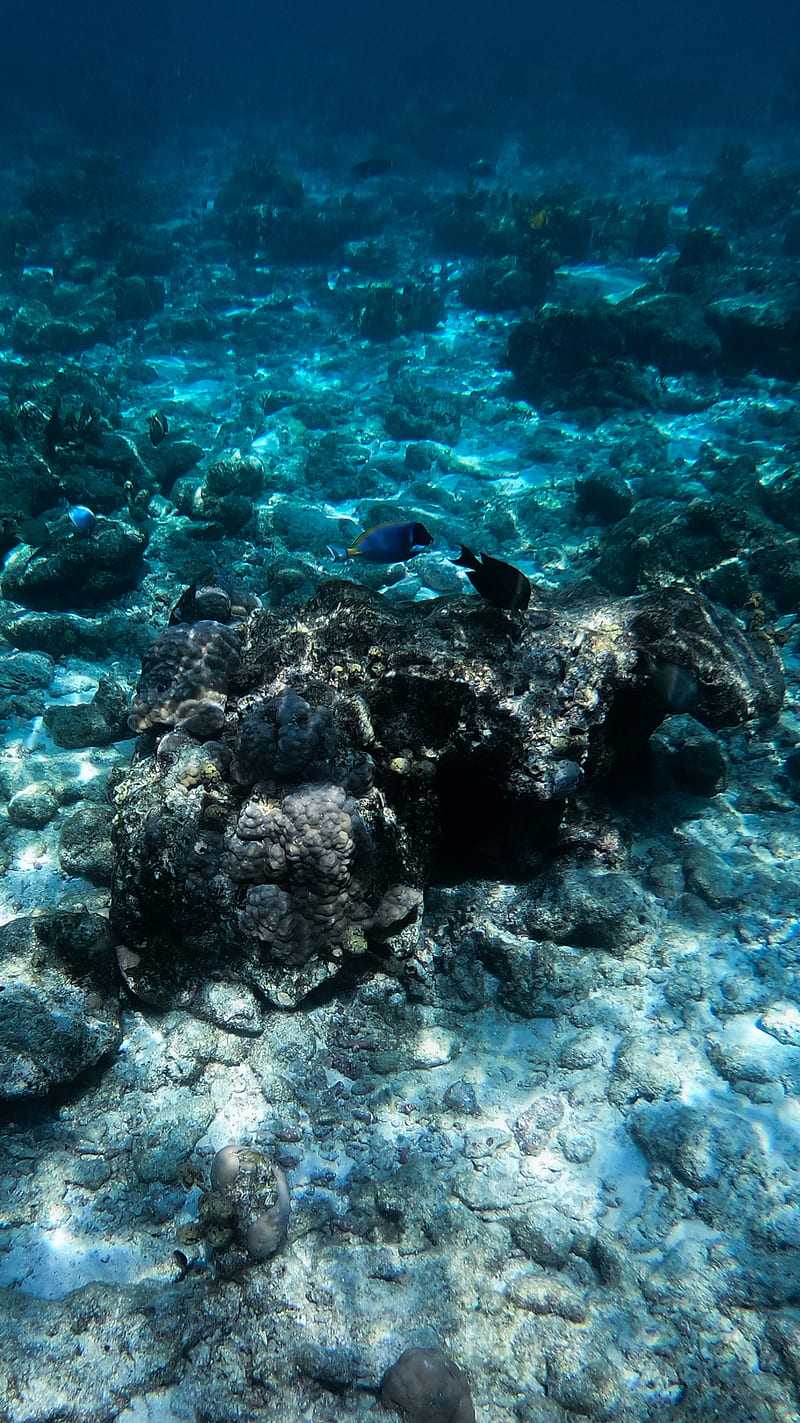 Crystal Clear, aqua, beybe.am, blue, fish, gopro, maldives, nature, ocean, sea, under water, underwater, HD phone wallpaper