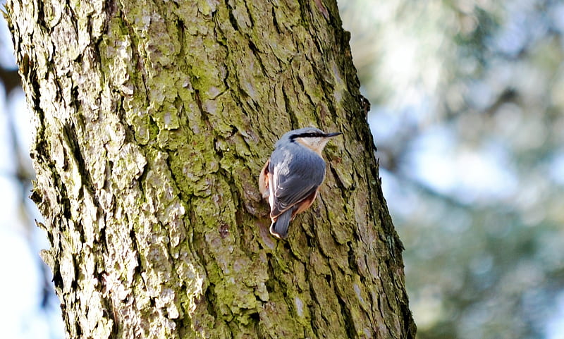 Colorful Nuthatch, tree, nature, graphy, songbird, HD wallpaper
