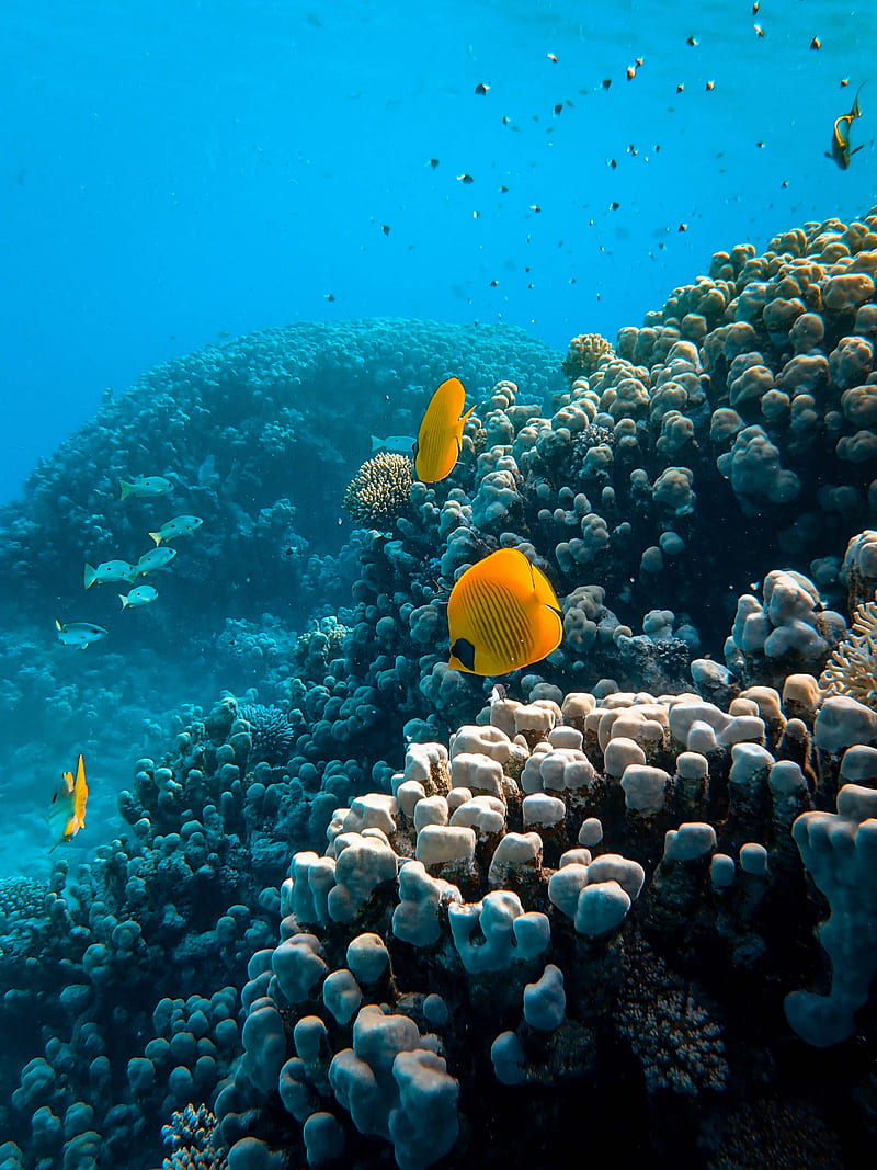 De animales marinos cerca de los arrecifes de coral., Fondo de pantalla de  teléfono HD | Peakpx