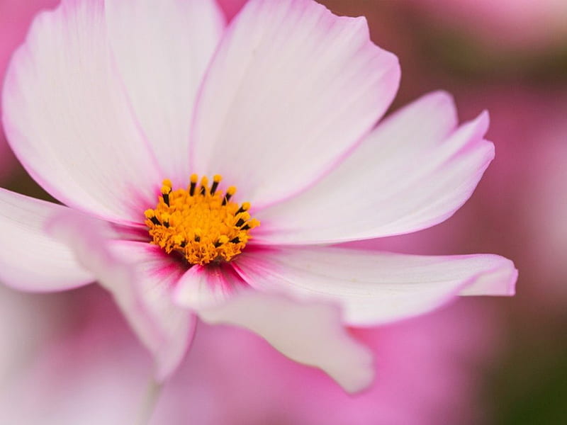Delicate Pink, plant, yellow, soft, petals, cosmos, tender, pink, HD wallpaper