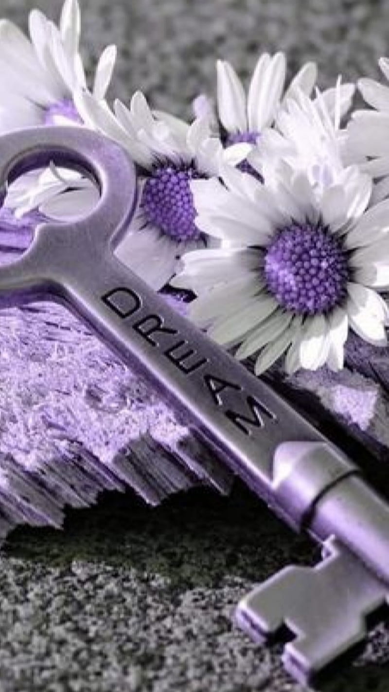 Purple dreams, flower, key, skeleton, HD phone wallpaper