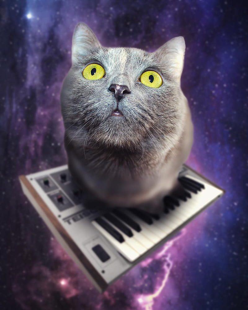 Musical Space Cat, animals, cats, cute, funny, keyboard, kitty, synth, synthesizer, HD phone wallpaper