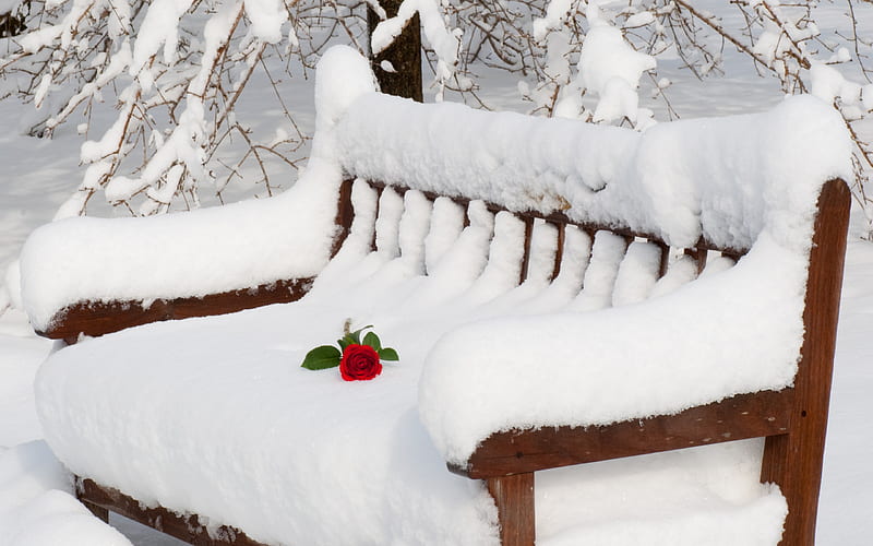 Winter, red, rose, bonito, snowy, red rose, graphy, nice, splendor, flowers, beauty, lovely, romantic, view, romance, bench, roses, trees, tree, 3d, snow, plants, peaceful, heavy, nature, white, HD wallpaper