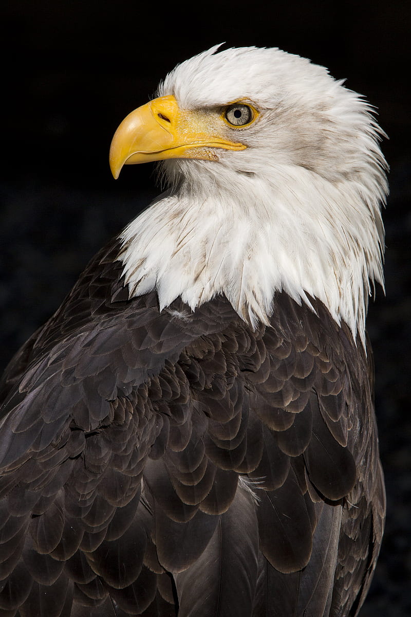 eagle, beak, feathers, bird, HD phone wallpaper