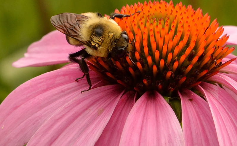 Pollination In Action, honeybees, carpenter bees, pollination, bees, HD wallpaper