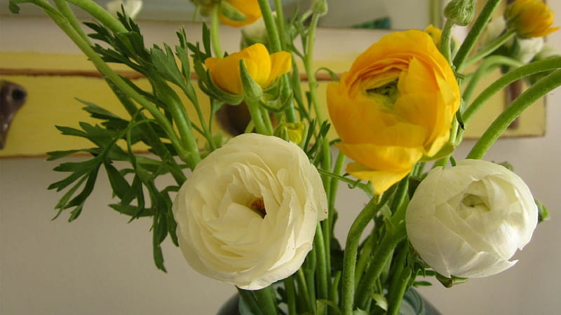 Ranunculus, vase, flowers, bouquet, HD wallpaper