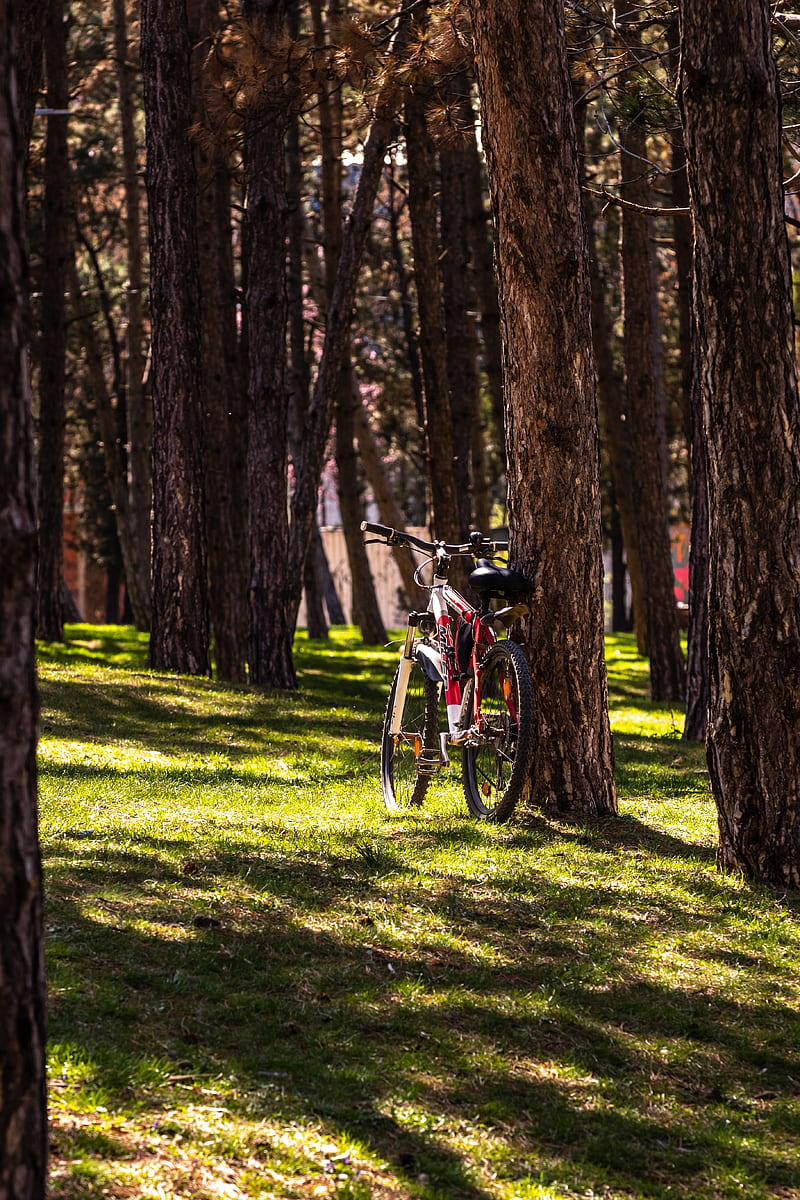 bike, park, trees, nature, HD phone wallpaper