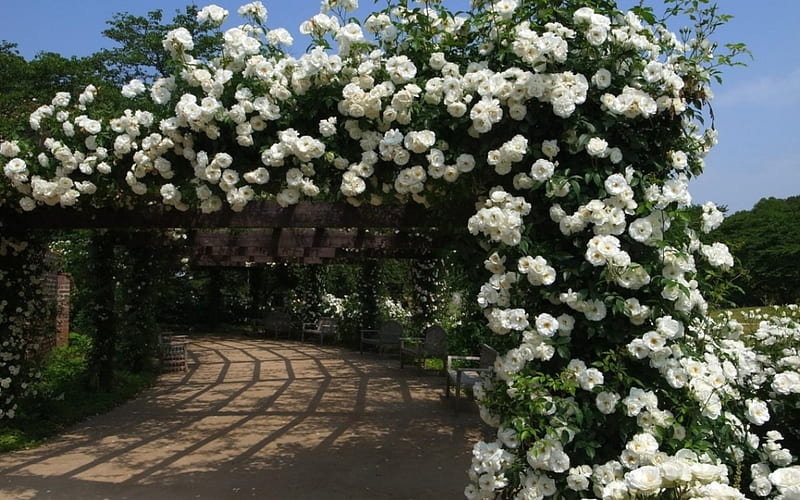 white rose trelis, garden, flowers, trelis, white roses, HD wallpaper