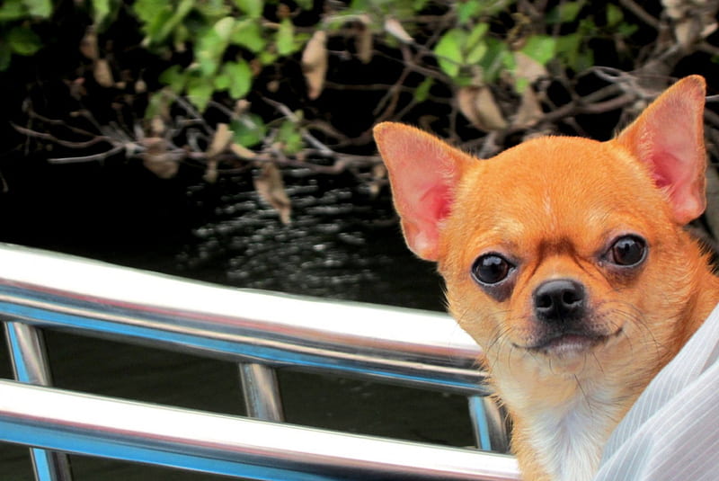 Boat sightseeing puppy, mangrove forests, boat, sightseeing, lake, puppy, HD wallpaper