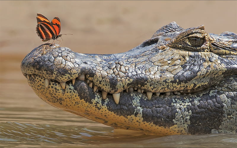 crocodile, predator, wildlife, butterfly, river, Africa, alligator, HD wallpaper