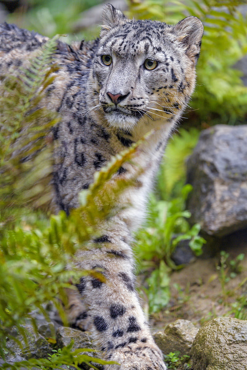 irbis, snow leopard, big cat, predator, glance, HD phone wallpaper