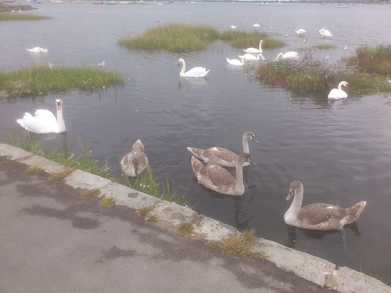 almost fully grown now, family, cute, lovely, brown, sunny, nature, river, swans, HD wallpaper