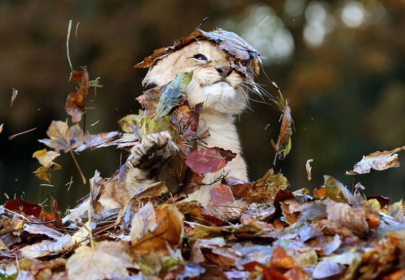 Underneath autum leaves, up, plays, head, kitty, HD wallpaper