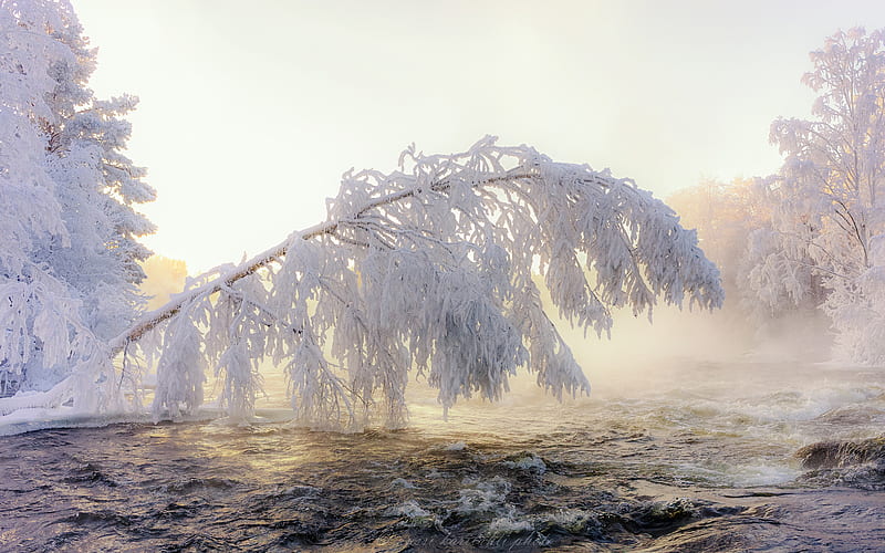 Earth, Winter, Frost, Nature, River, Tree, HD wallpaper