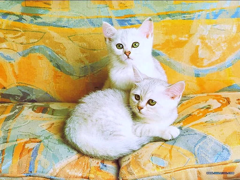 Two of a kind, two, kittens, resting, white, matched, HD wallpaper
