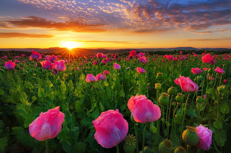 Poppies in Thuringia, Germany, pretty, Germanym, poppies, bonito, sunset, spring, summer, flowers, sunrise, Germany, field, landscape, HD wallpaper