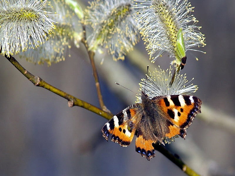 rest my wings, spring, sunshine, butterfly, catkin, HD wallpaper