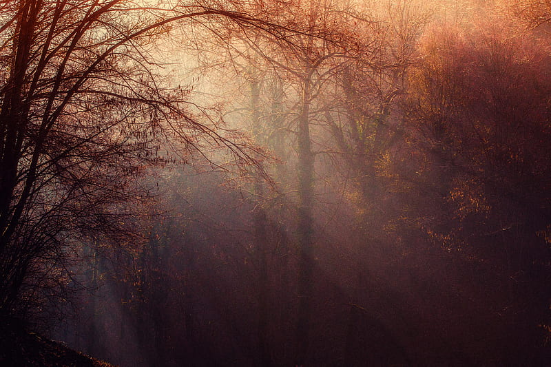Autumn Forest Sunbeams , autumn, forest, sunbeam, nature, HD wallpaper
