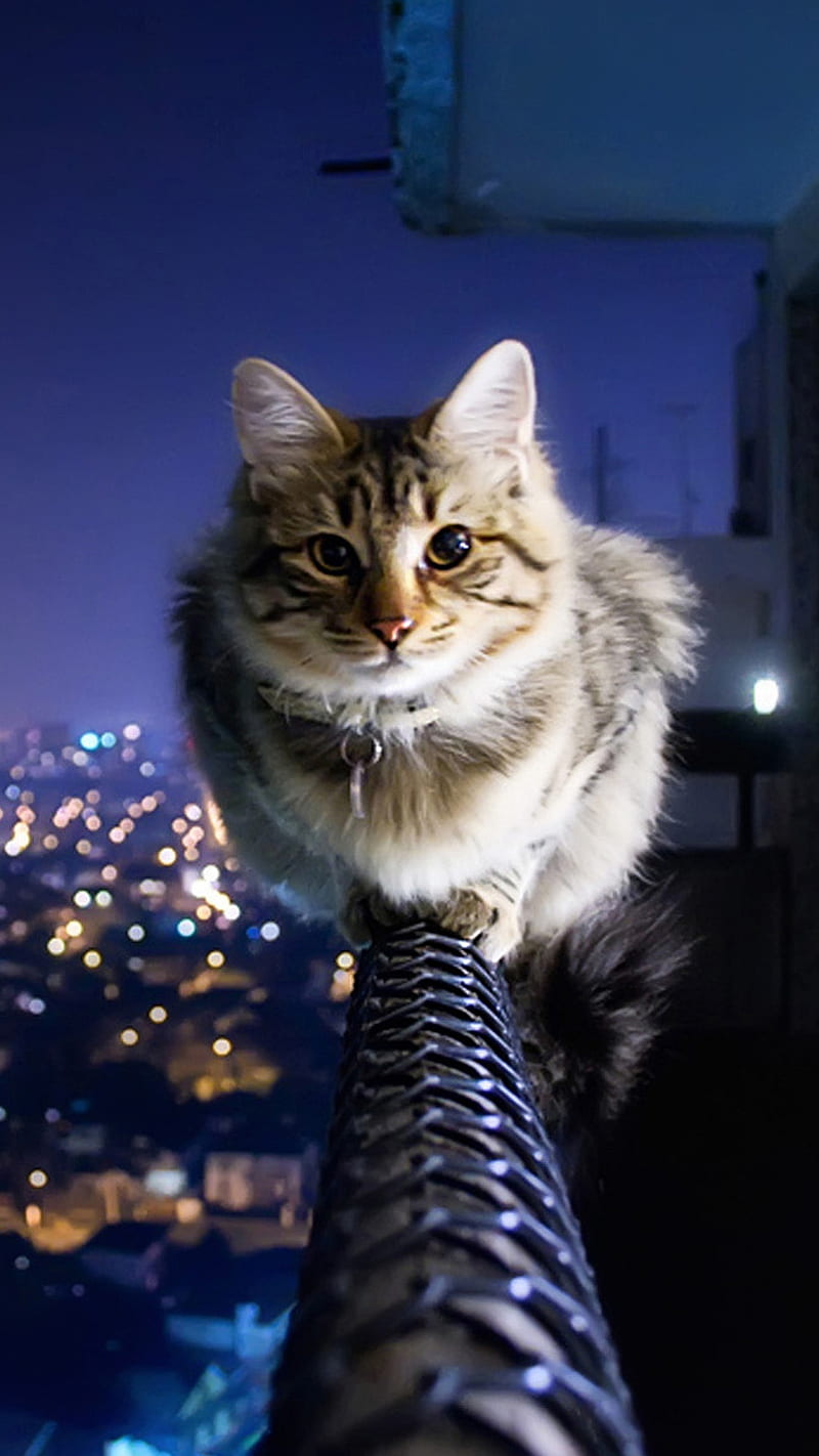 Cat In The City, alone, cute portrait, HD phone wallpaper