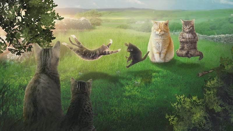 Hover Cats, meow, bonito, pets, cats, animals, HD wallpaper