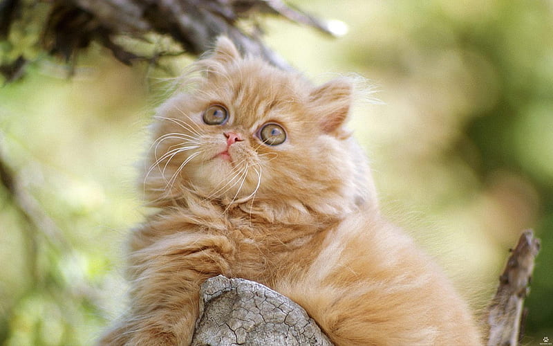 Persian Cat kitten, close-up, ginger cat, cats, funny cat, domestic cats, pets, ginger Persian Cat, ginger kitten, Persian, HD wallpaper