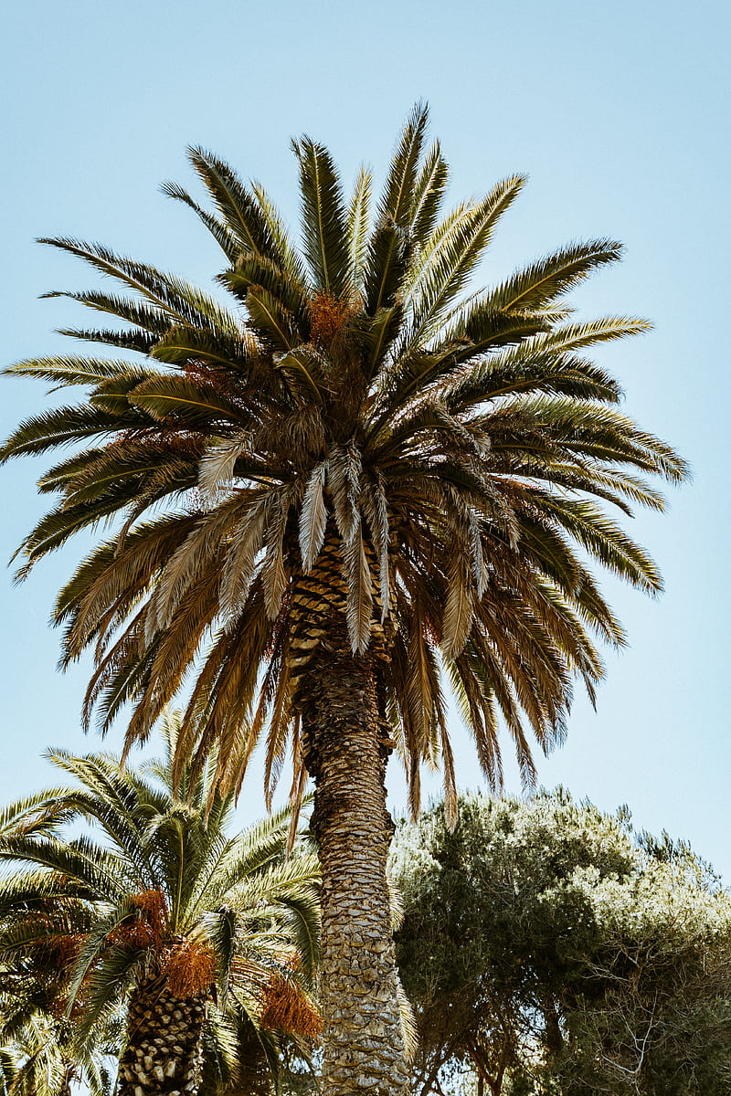 palm, tree, branches, leaves, HD phone wallpaper