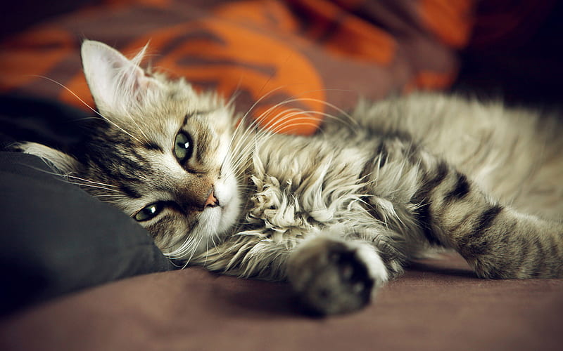 Gray fluffy cat, tired cute cat, pets, cute animals, American Bobtail,  cats, HD wallpaper | Peakpx