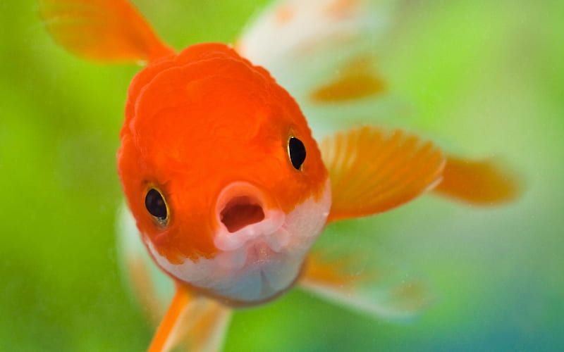 Cyprinidae Goldfish-animal, HD wallpaper