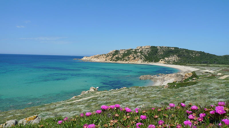 The Island Of Sardinia, Italy, beach, sardinia, flowers, nature, island, italy, HD wallpaper