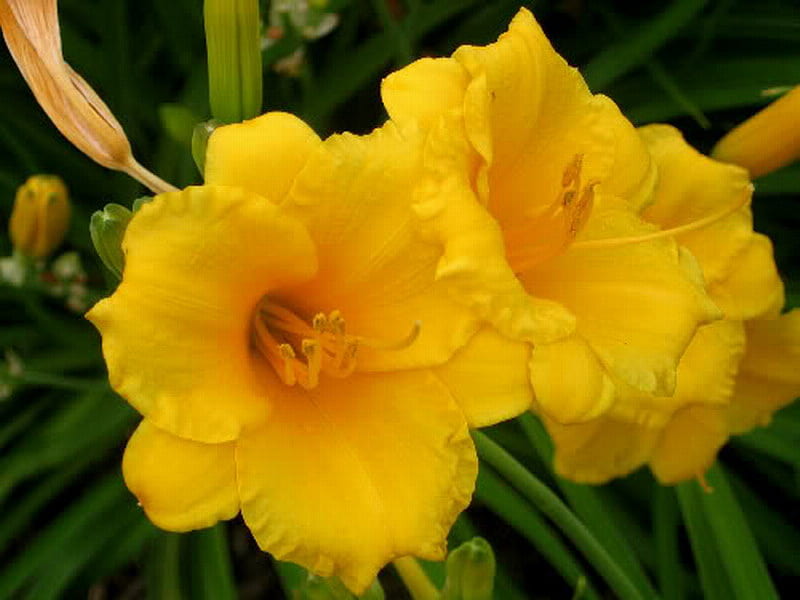 YELLOW DAY LILIES, yellow, lilies, flowers, bonito, HD wallpaper