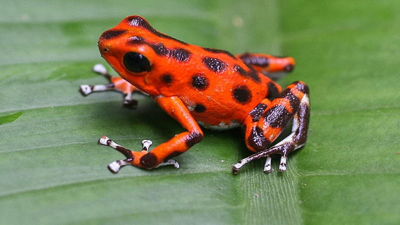 Red Black Dots Poison Dart Frog On Green Leaf Frog, HD wallpaper