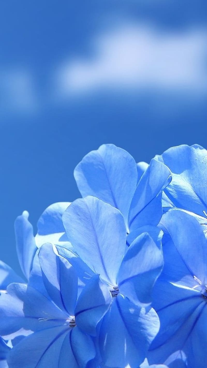 New Flower, Blue Flower, nature, HD phone wallpaper New Flower, Blue Flower, nature, HD phone wallpaper