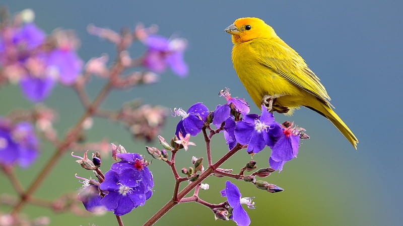 Saffron Finch Yellow Bird Is Sitting On Purple Flower Birds, HD wallpaper