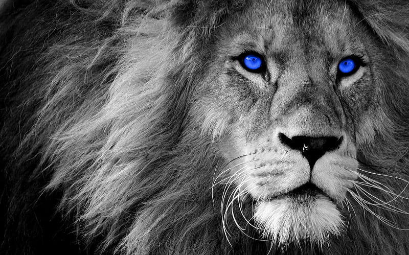 Lion Blue Eyes, angry, animals, black, iphone, lions, samsung, HD wallpaper