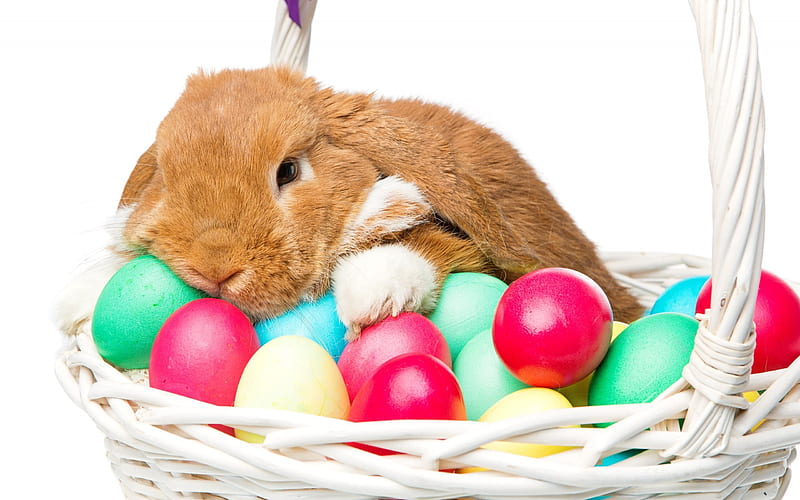 Brown rabbit, easter, cute animals, easter eggs, HD wallpaper