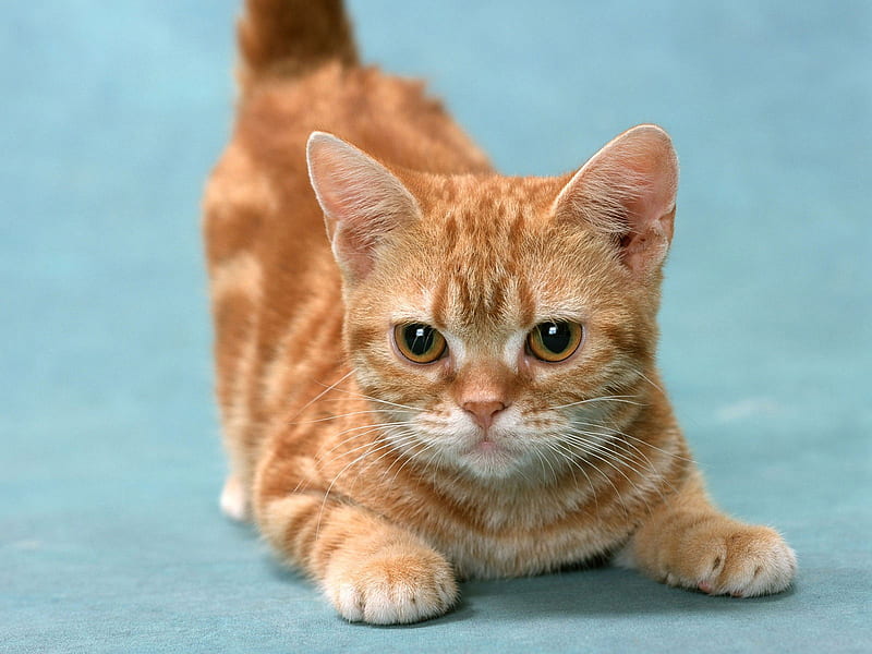 Cat, little-red-munchkin-cat, cool, HD wallpaper