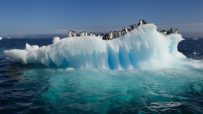 Penguins on Ice Floe, Penguins, Ice, Animals, Birds, HD wallpaper