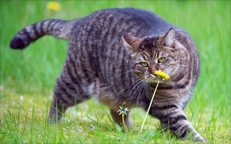 cat, fat, grass, smell, walk, HD wallpaper