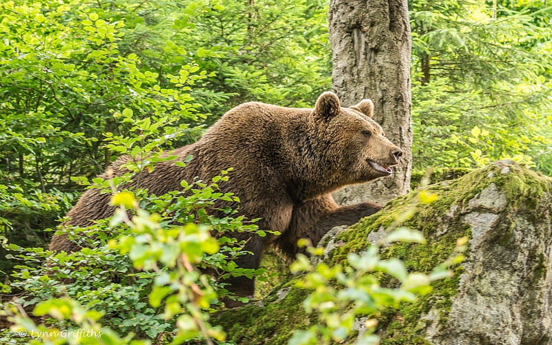 brown bear, wildlife, forest, trees, bears, HD wallpaper