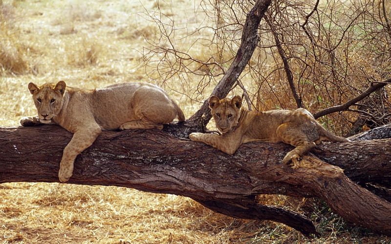 African Lions, lion cubs, relaxing, africa, dry grasses, log, HD wallpaper