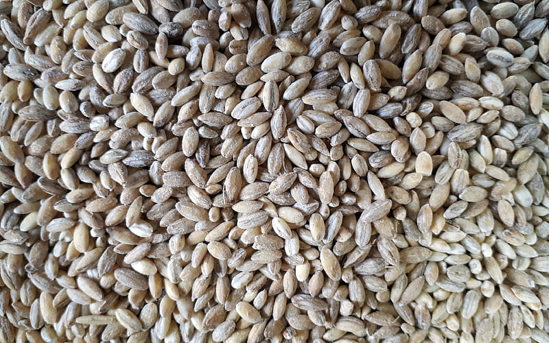 wheat grains wheat textures, cereals, food textures, macro, groats textures, wheat backgrounds, HD wallpaper
