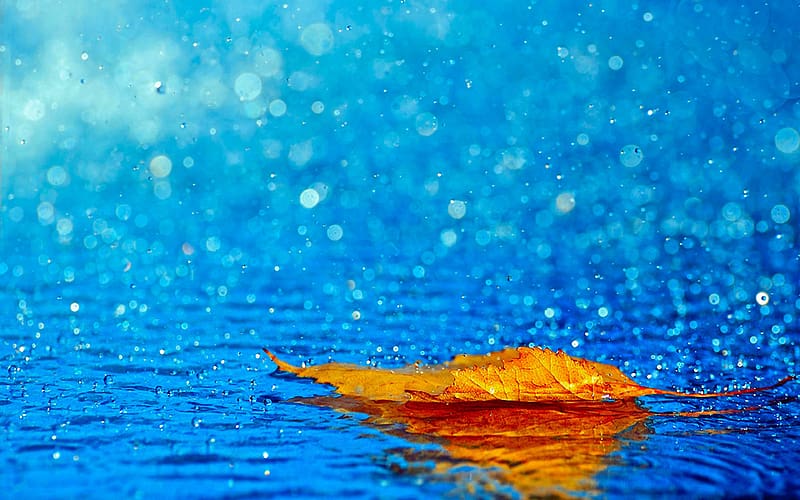 Rain, Leaf, Fall, Earth, Bokeh, Water Drop, HD wallpaper