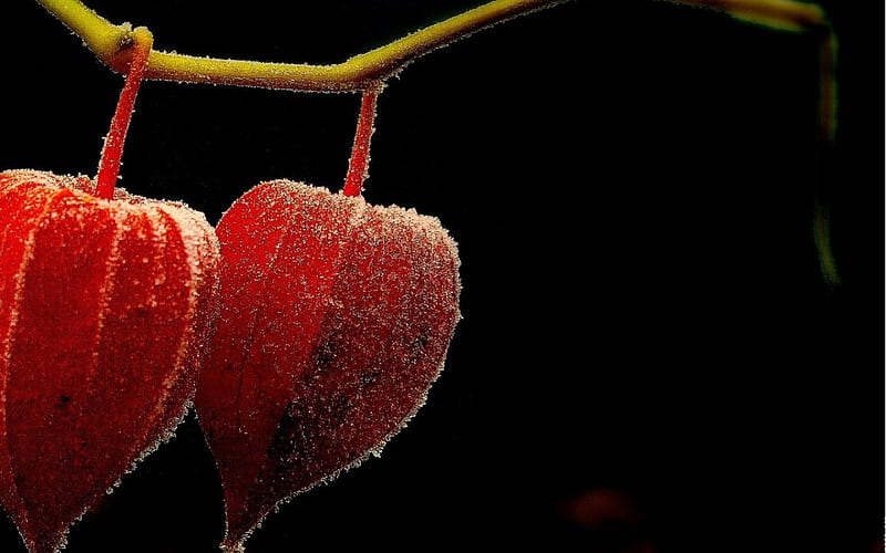 Physalis, red, autumn, black, fruit, love, heart, summer, flower, nature, HD wallpaper
