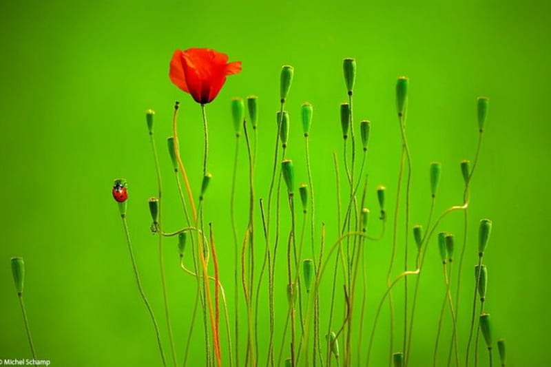 Eco Art, poppy, ladybug, flowers, nature, field, green background, insects, HD wallpaper