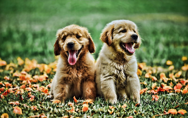 Golden Retriever puppies, bokeh, dogs, pets, small labrador, Golden Retriever Dog, cute animals, HD wallpaper